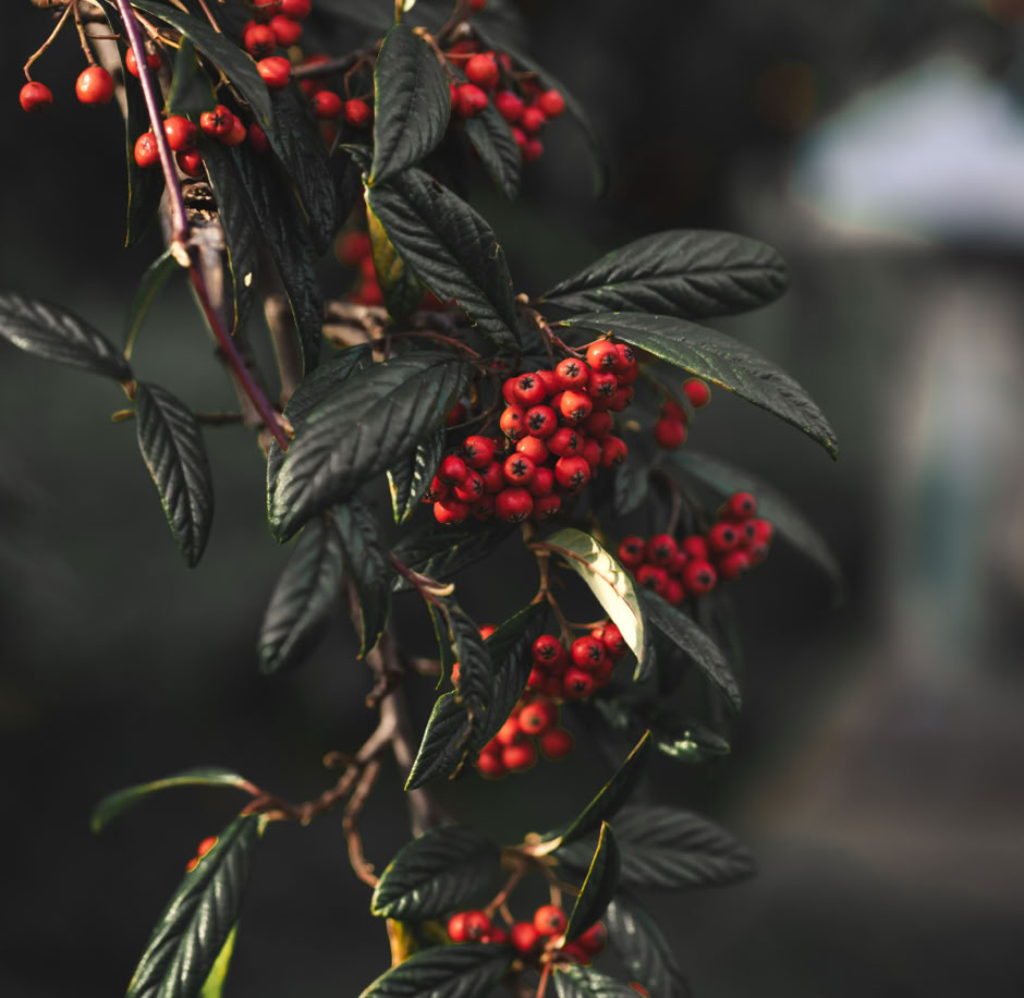 ein orange schwarz gehaltenes Bild in der Eine Energydose im Mittelpunkt steht